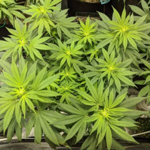 week11.jpg week11.jpg