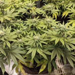 week13.jpg week13.jpg