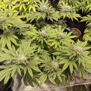 week15.jpg week15.jpg