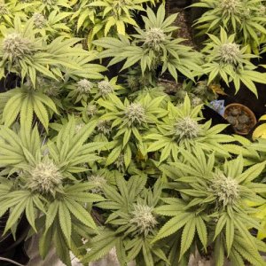 week16.jpg week16.jpg