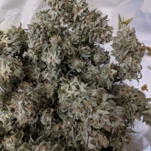 harvest2.jpg harvest2.jpg