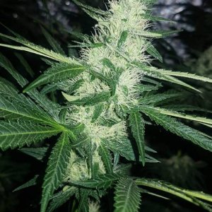 week6.6.jpg week6.6.jpg