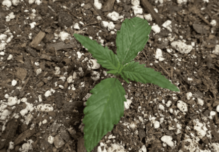 1599468318538.png 1599468318538.png