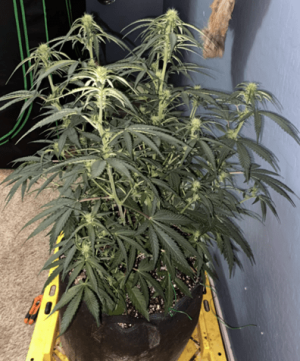 1599468350118.png 1599468350118.png