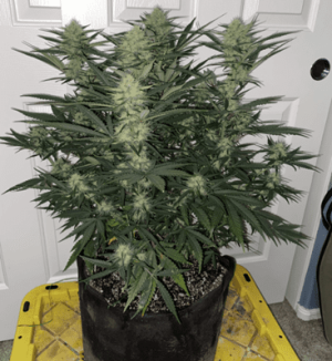 1599468359860.png 1599468359860.png