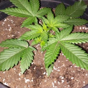 week33.jpg week33.jpg