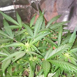 week66.jpg week66.jpg