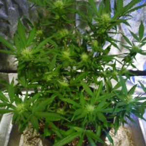 week77.jpg week77.jpg