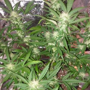 week88.jpg week88.jpg