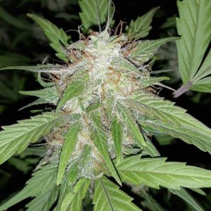 week99.jpg week99.jpg