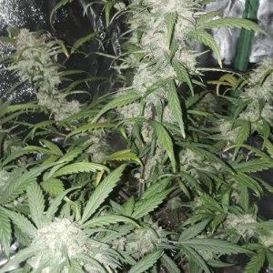 week101.jpg week101.jpg