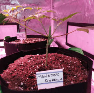 1600348689313.png 1600348689313.png