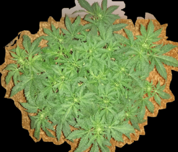 1601379895990.png 1601379895990.png