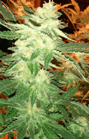 1601379912557.png 1601379912557.png