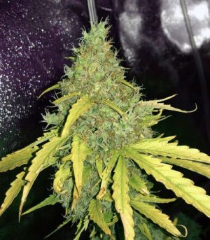 dosvidos.jpg dosvidos.jpg