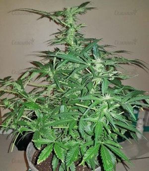 Auto-Easy-Ryder.jpg Auto-Easy-Ryder.jpg