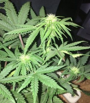 Auto_Cream_Caramel.jpg Auto_Cream_Caramel.jpg