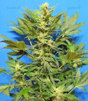 Lowryder_2_reg.jpg Lowryder_2_reg.jpg