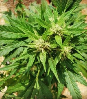 auto_Ak.jpg auto_Ak.jpg