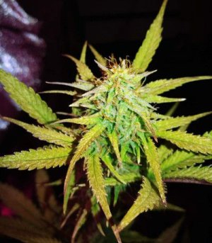 Lemon-ak.jpg Lemon-ak.jpg