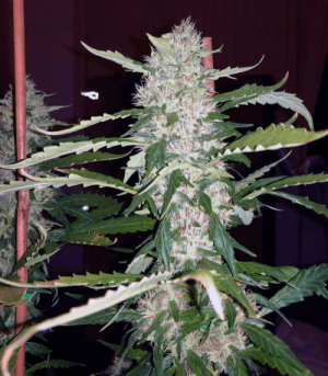 1602055701614.png 1602055701614.png