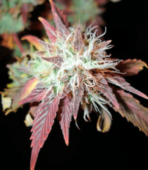 1602149503230.png 1602149503230.png