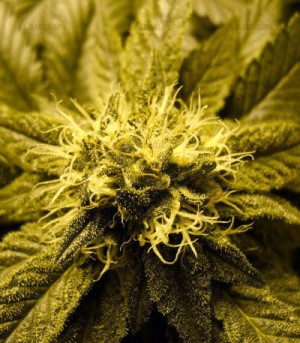 1602149507118.png 1602149507118.png