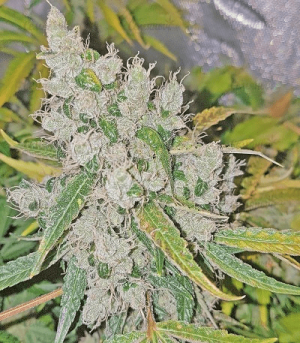 1602333071011.png 1602333071011.png