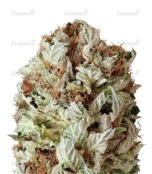 sort_Auto_Extreme_Impact.jpg sort_Auto_Extreme_Impact.jpg