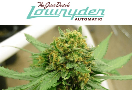 1603795083806.png 1603795083806.png