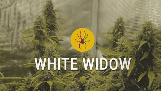 1603887662171.png 1603887662171.png