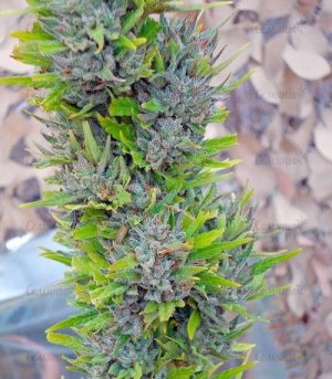 Colombian_Gold_world_of_seeds_marihuana__m6lROFbc37vQd7Is.jpg