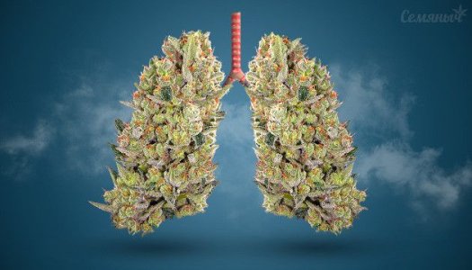 marihuana-i-legkie__Ex65zcjBp3Rfzxo5.jpg marihuana-i-legkie__Ex65zcjBp3Rfzxo5.jpg