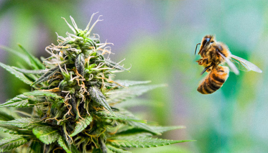 1606766853693.png 1606766853693.png