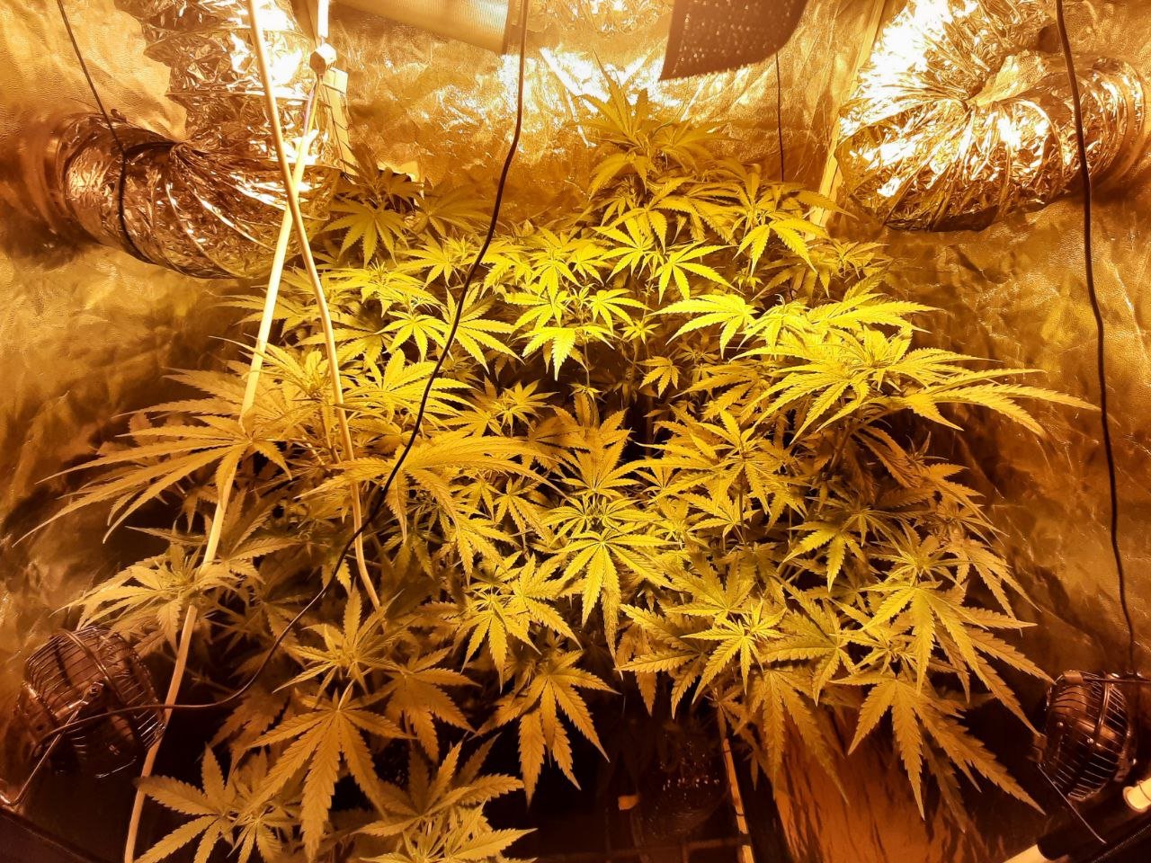 IMG_20220318_203902_850.jpg IMG_20220318_203902_850.jpg