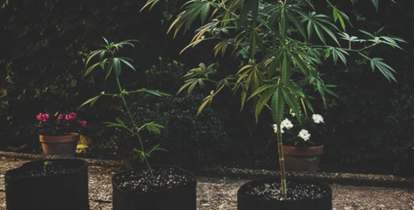 1647687278392.png 1647687278392.png