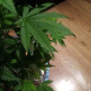 IMG_21032022_230117_(500_x_500_пиксель).jpg IMG_21032022_230117_(500_x_500_пиксель).jpg