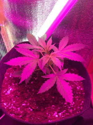 28DAF6CF-F30D-4628-A168-D5CB309369E4.jpeg 28DAF6CF-F30D-4628-A168-D5CB309369E4.jpeg