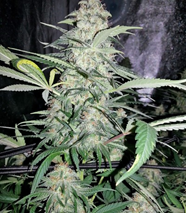 1648147194877.png 1648147194877.png