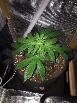 CACE36E0-326E-4C96-B6B0-CB8DC691348D.jpeg CACE36E0-326E-4C96-B6B0-CB8DC691348D.jpeg