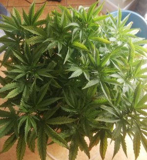 IMG_20220328_193925.JPEG IMG_20220328_193925.JPEG