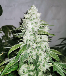 1648577566211.png 1648577566211.png