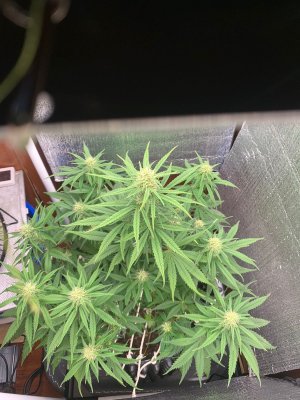 32565697-92D3-42DD-8E9F-B176481DE422.jpeg 32565697-92D3-42DD-8E9F-B176481DE422.jpeg