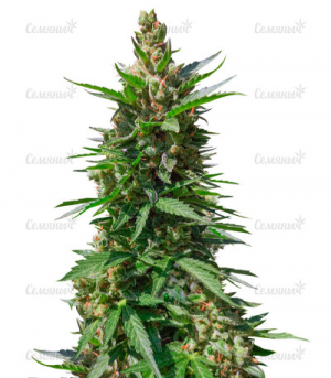 1648746570404.png 1648746570404.png