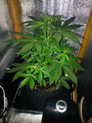 577F1200-503F-4D50-89EB-0190E5A4B0E7.jpeg 577F1200-503F-4D50-89EB-0190E5A4B0E7.jpeg