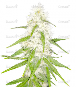 1648917249922.png 1648917249922.png