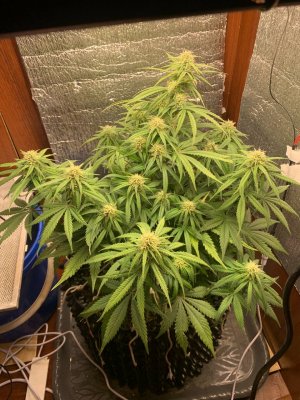 10B86603-15AC-44AF-9D69-55E8DDA7C5A9.jpeg 10B86603-15AC-44AF-9D69-55E8DDA7C5A9.jpeg