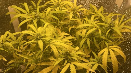 WhatsApp Image 2022-04-03 at 18.07.02.jpeg