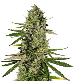 1730729417574.png 1730729417574.png