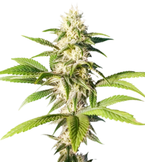 1730812374857.png 1730812374857.png